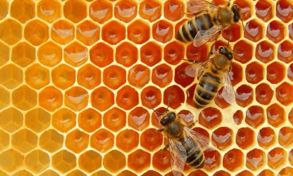honeybee