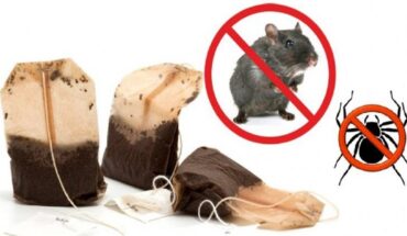 Tip: If You Use 1 Tea Bag, You Will Never Again Encounter Mice or Spiders in Your House