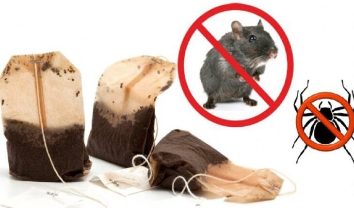 Tip: If You Use 1 Tea Bag, You Will Never Again Encounter Mice or Spiders in Your House