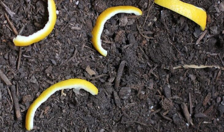 Ze legt citroenschillen in de tuin. De reden is super slim!