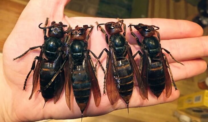 Let op! De Aziatische hoornaar is al op meerdere plekken in het land gespot. Dit moet je weten!