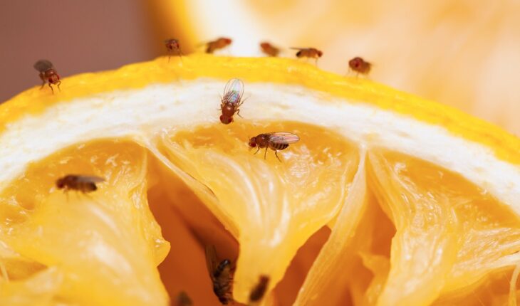 Hoe je van fruitvliegjes afkomt? Deze manieren werken echt!