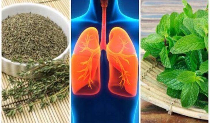 Bad Lungs? Then Get These Plants Into Your Home