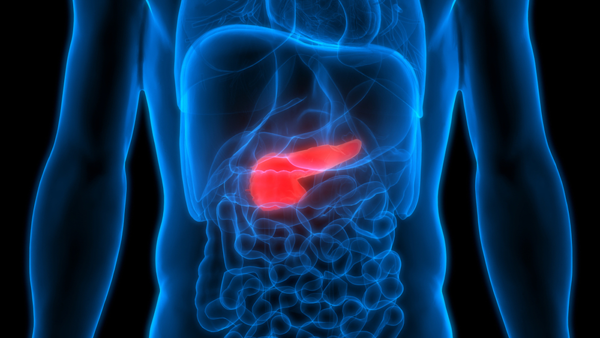 Human Body Organs Anatomy (Pancreas). 3D
