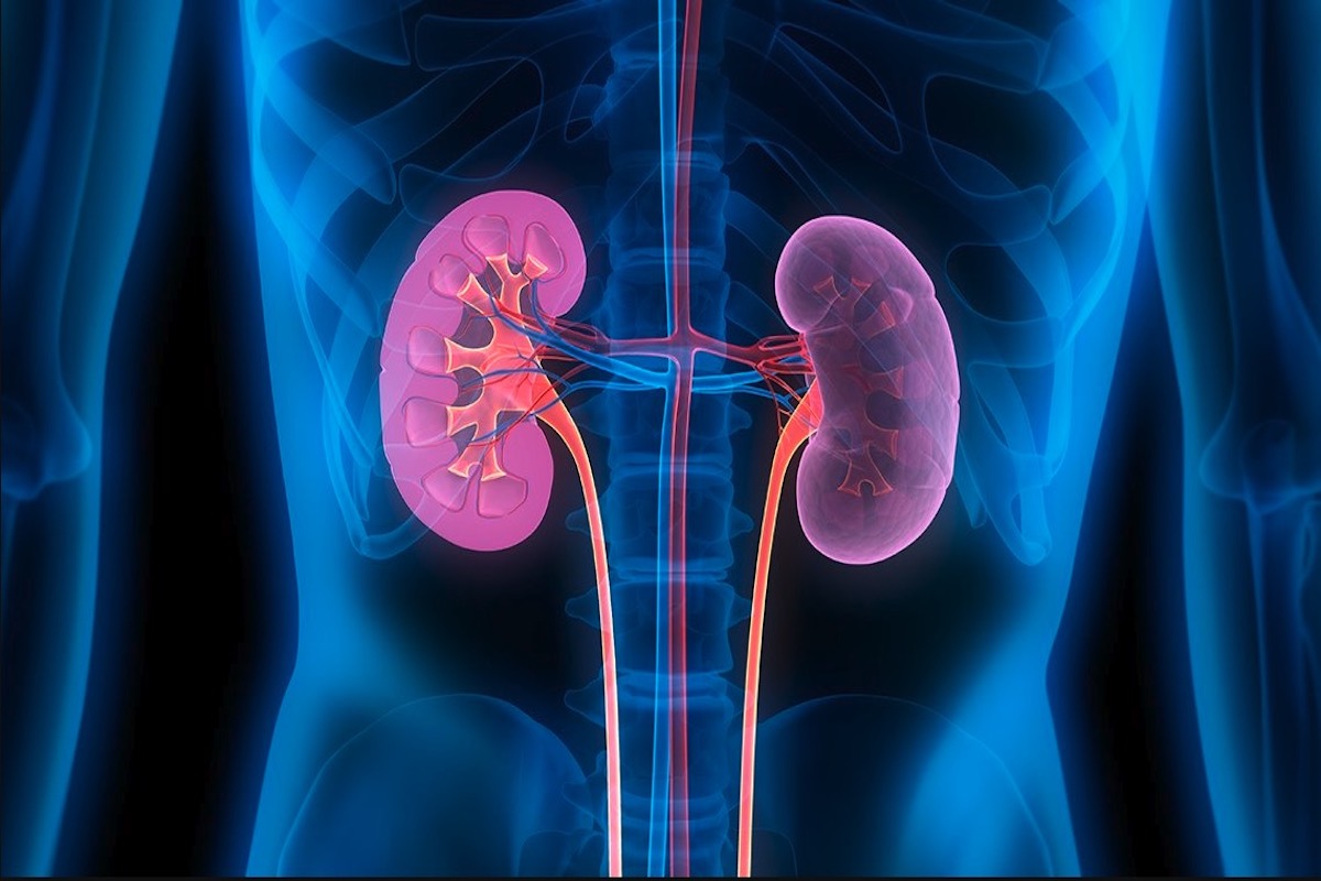 anatomy of the human body with the kidneys highlighted. The body is in dark blue and the background is black