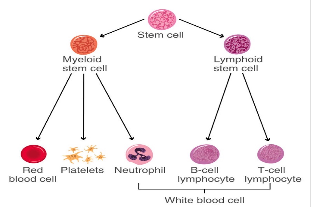 Simple Explanation of the Anatomy of a Stem Cell