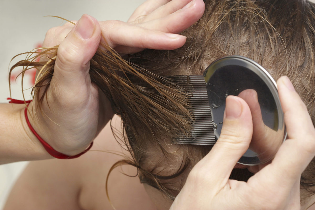 Caucasian person combing someone's hair. Checking for head lice and nits with special head lice comb. 