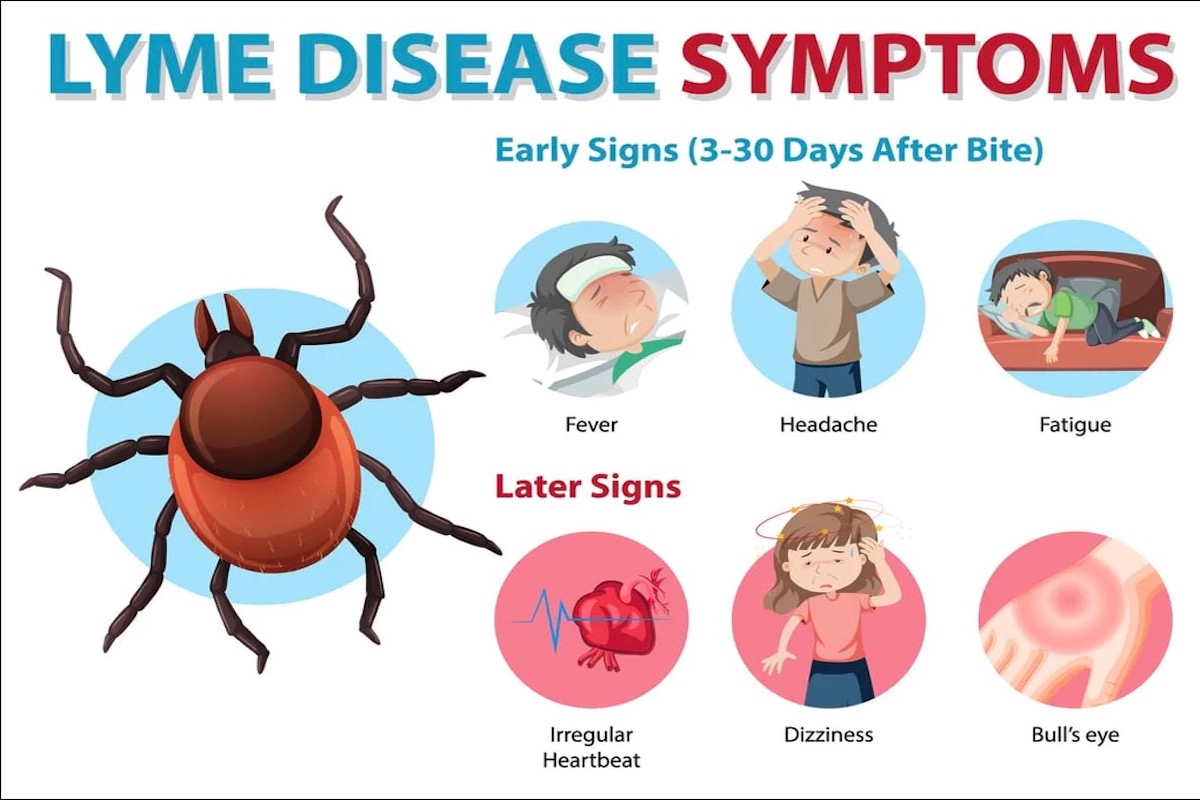 Lyme Disease symptoms infographic