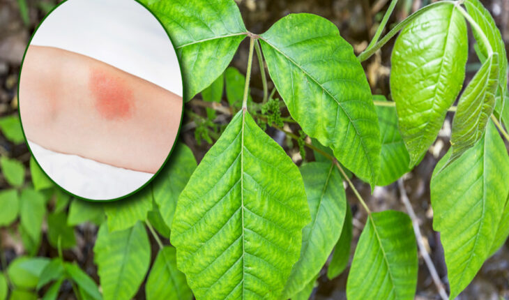 Plants that Give a Rash: How to Identify and Avoid Them